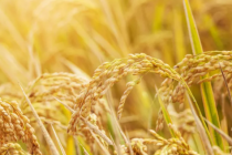 别放弃，命运不会总是伤害你