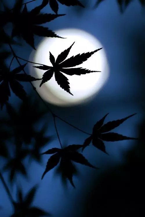 我有唐诗里的一万颗星，你有酒吗？